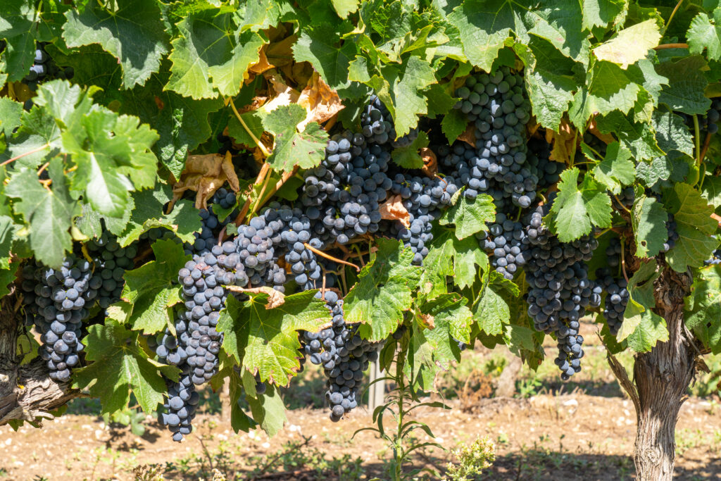 Grappes de raisins, vignoble île d'Oléron