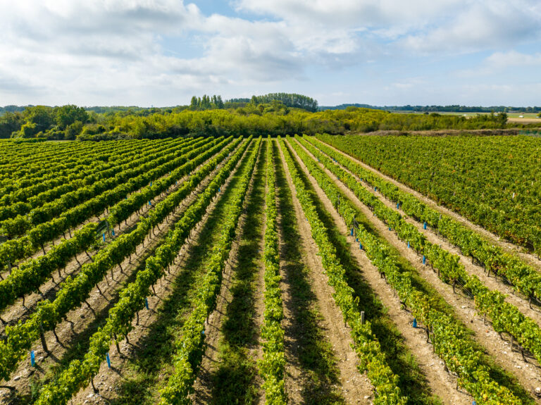 Vignoble île d'Oléron Histoire et Terroir